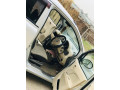 suzuki-alto-2015-small-9