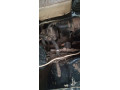 suzuki-bolan-2011-small-5