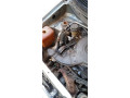 daihatsu-cuore-2009-small-4