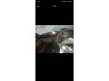 suzuki-mehran-vx-1999-small-1