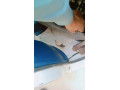 suzuki-bolan-03068607296-small-10