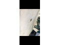 honda-civic-1986-model-in-good-condition-small-6