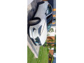 hyundai-sonata-25-2022-small-0